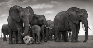 elephants